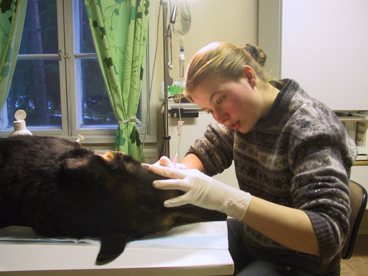 Eläinten parissa -yhteisötaideprojektiin kaivataan yhä kuvia työstä eläinten parissa