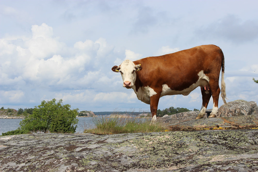 A3-julisteet, vaaka- ja pystykuva.  5 kuva-aihetta valittavissa