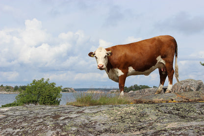 A3-julisteet, vaaka- ja pystykuva.  5 kuva-aihetta valittavissa