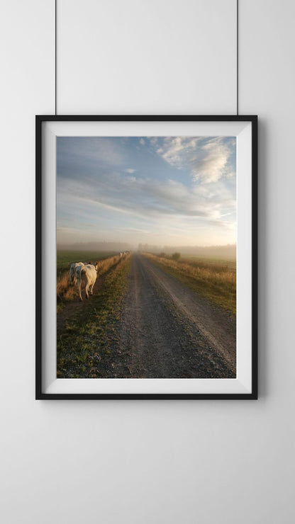 Aamulypsylle, lehmäjuliste