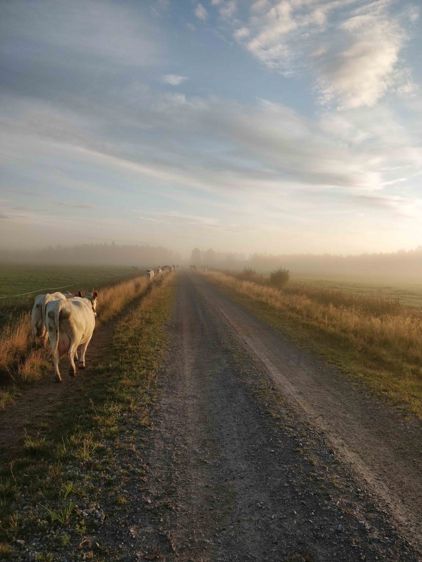 Aamulypsylle, canvastaulu