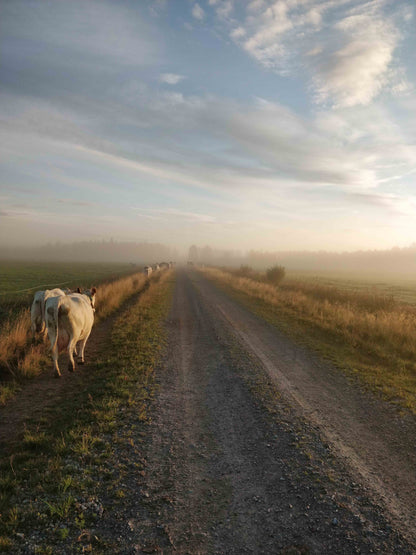 Aamulypsylle, canvastaulu