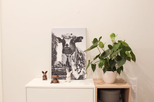 Onnenhetki, lehmätaulu (mustavalkoinen)