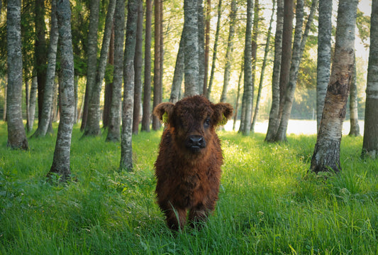 Julisteet, vaakakuva, 60 x 40 cm. 4 kuva-aihetta valittavissa
