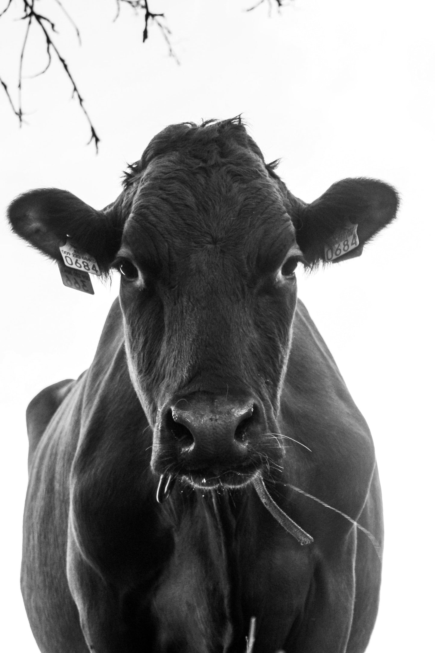 Lehmäjuliste. Pystykuva. Koko 40 x 60 cm. 3 kuva-aihetta valittavissa