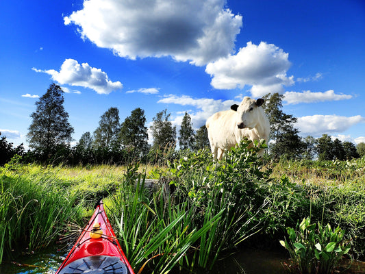 Lapinlehmä Vieno, juliste.