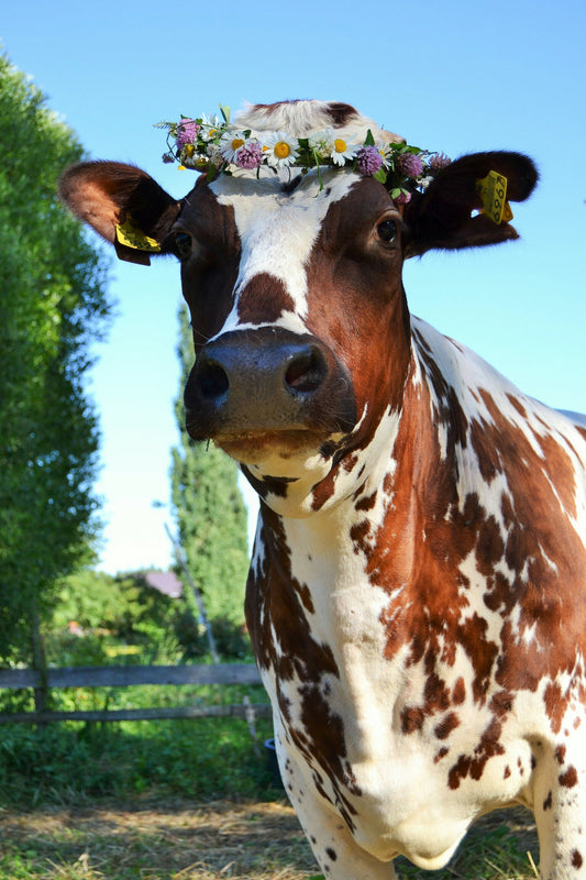 Onnenhetki, lehmäjuliste