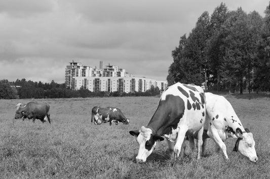 Rinnakkaiseloa,  juliste